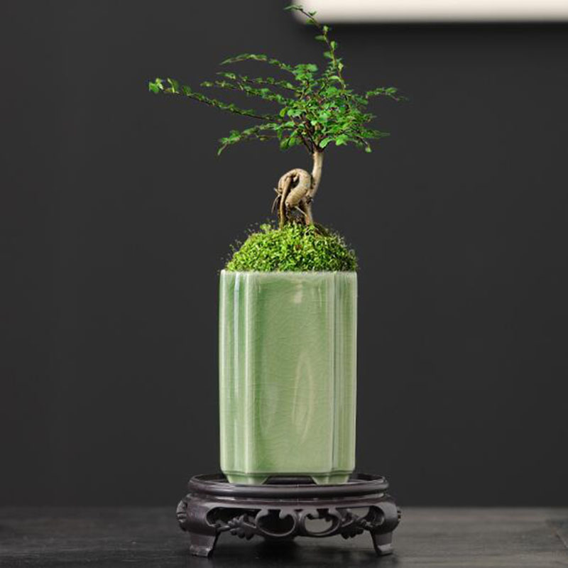 Bonsai Garden Art - Porcelain Square Celadon Glazed Orchid Flowerpot