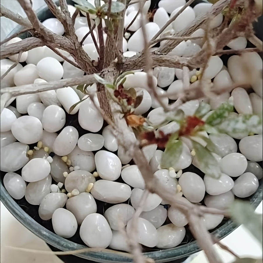 300/600g Polished White Pebble - Bonsai Rock Garden 评论和价格