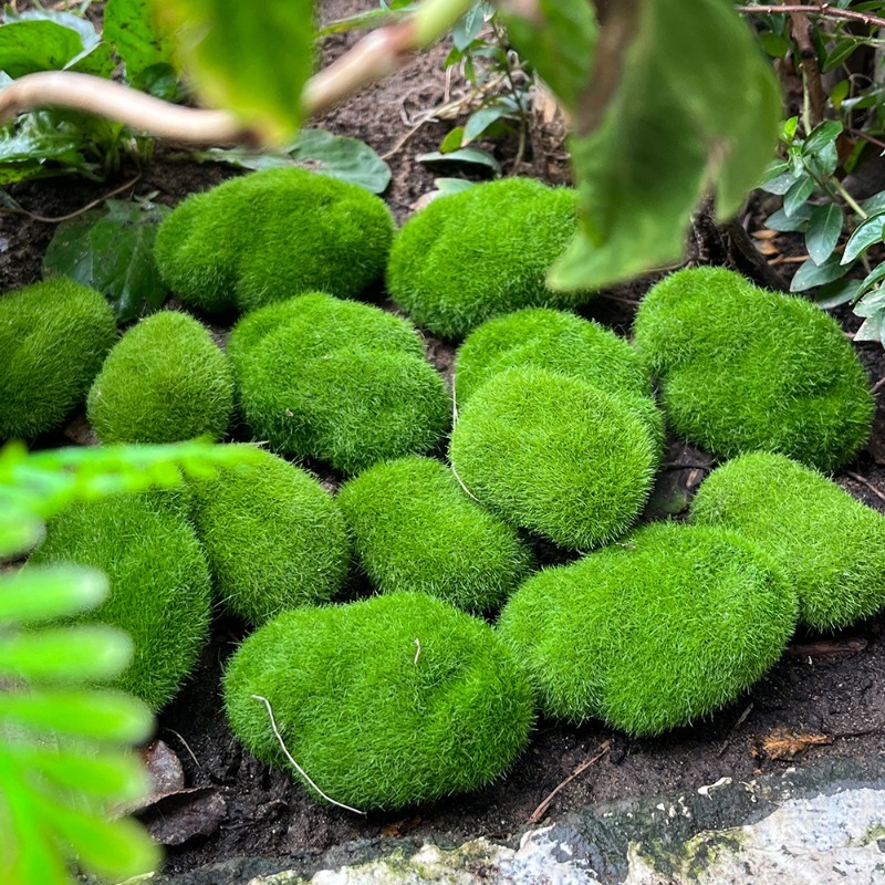 5/30pcs Simulation Moss Stone  - Bonsai Rock Garden 评论和价格