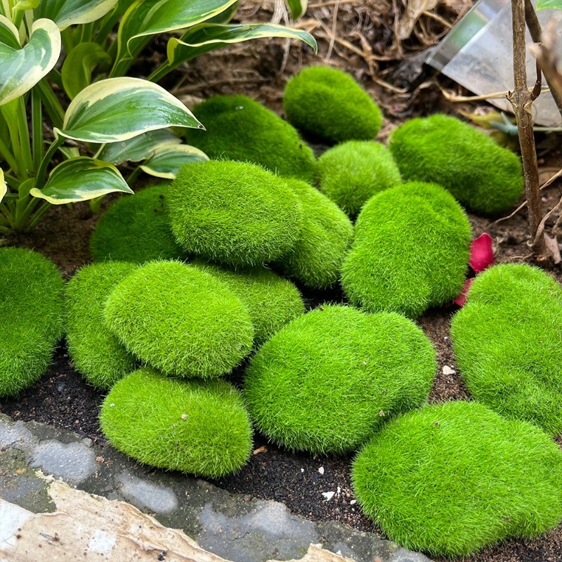 5/30pcs Simulation Moss Stone  - Bonsai Rock Garden 评论和价格