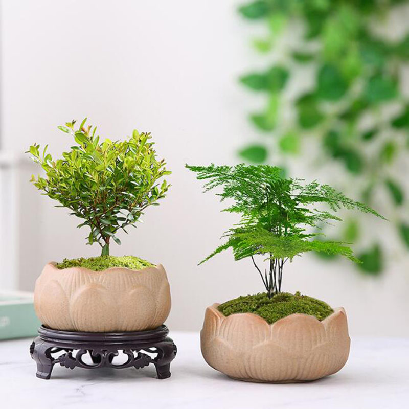 Coarse Pottery Lotus Green Pla - Bonsai Garden Art 评论和价格