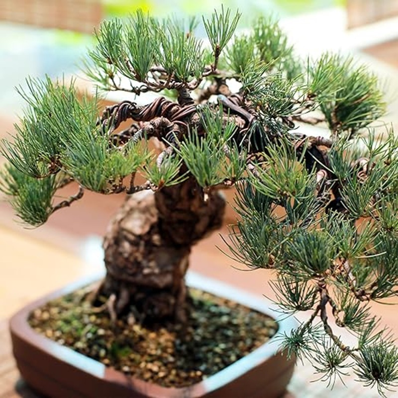 1mm Black Aluminum Bonsai Wire - Bonsai Garden Art 评论和价格